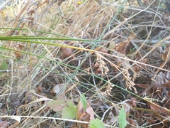 Juncus patens