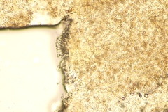 Simocybe centunculus