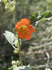 Sphaeralcea fendleri