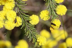 Acacia gordonii