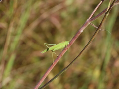 Phaneroptera falcata