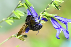Xylocopa sonorina