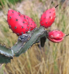Peniocereus marianus