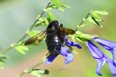 Xylocopa sonorina