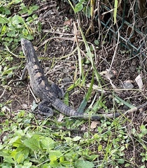 Ctenosaura similis