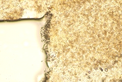 Simocybe centunculus