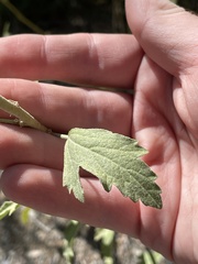 Sphaeralcea fendleri
