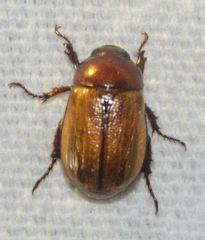 Anomala flavipennis