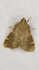 Hypsopygia binodulalis