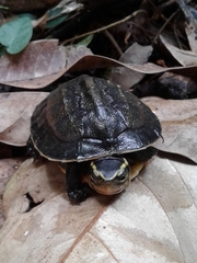 Cuora amboinensis kamaroma