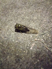 Neotibicen pruinosus