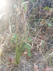 Juncus patens