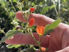 Sphaeralcea fendleri