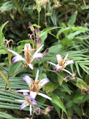 Tricyrtis lasiocarpa