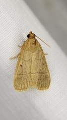 Hypsopygia nostralis