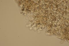 Simocybe centunculus