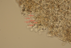 Simocybe centunculus