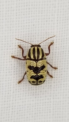 Cryptocephalus leucomelas