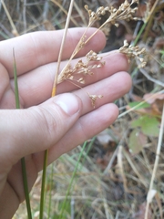 Juncus patens