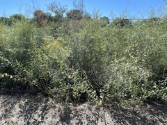Sphaeralcea fendleri