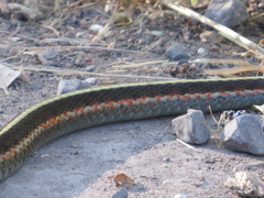 Thamnophis elegans terrestris