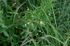 Aculops euphorbicolus