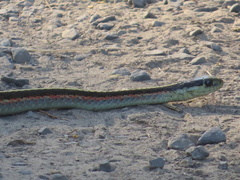 Thamnophis elegans terrestris