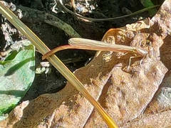 Xanthocnemis zealandica