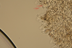 Simocybe centunculus