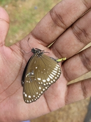 Euploea sylvester
