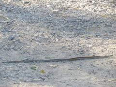 Thamnophis elegans terrestris