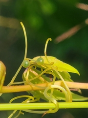 Eumorpha pandorus