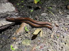 Pachyiulus hungaricus