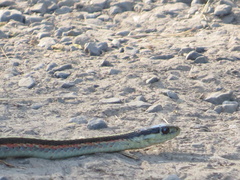 Thamnophis elegans terrestris