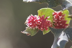 Cynips quercusechinus