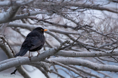 Turdus merula merula