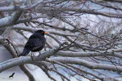 Turdus merula merula