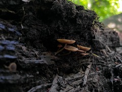 Simocybe centunculus