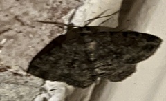 Hypomecis umbrosaria