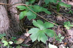 Hydrastis canadensis