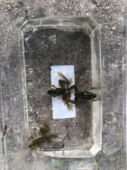 Lithobates catesbeianus