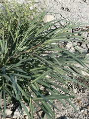 Eleusine indica