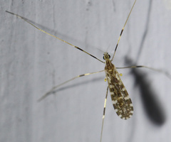Erioptera caliptera