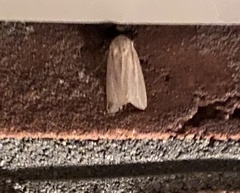 Leucania phragmitidicola