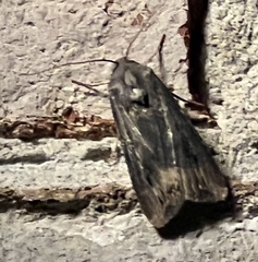 Agrotis ipsilon