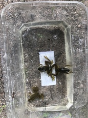 Lithobates catesbeianus