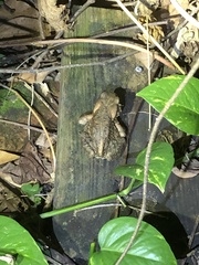 Bufo bankorensis