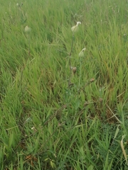 Silene latifolia alba