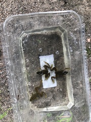 Lithobates catesbeianus