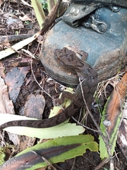 Dactylocnemis pacificus